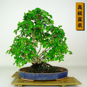 �~�� ��l�� ���� ��32cm ���킵�� �����~�� Carpinus turczaninovii �C���V�f �J�o�m�L�� ���t�� �ӏ� �Ϗܗp ���i