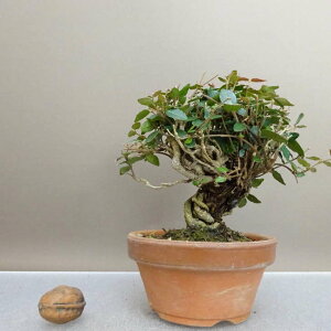 ~ kɊ  12cm ߂񂩂 tirimenkazura `JY eCJJY 鐫 Ύ ӏ Ϗܗp i i 