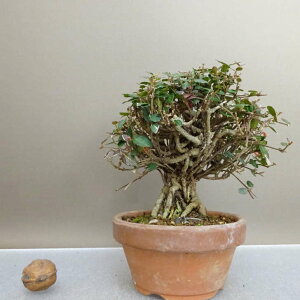 ~ kɊ  13cm ߂񂩂 tirimenkazura `JY eCJJY 鐫 Ύ ӏ Ϗܗp i i 