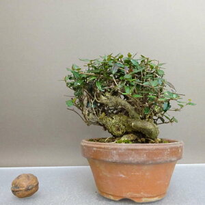 ~ kɊ  11cm ߂񂩂 tirimenkazura `JY eCJJY 鐫 Ύ ӏ Ϗܗp i i 