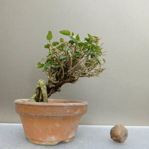 ~ kɊ  12cm ߂񂩂 tirimenkazura `JY eCJJY 鐫 Ύ ӏ Ϗܗp i i 