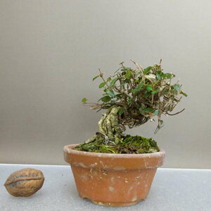 ~ kɊ  9cm ߂񂩂 tirimenkazura `JY eCJJY 鐫 Ύ ӏ Ϗܗp i i 