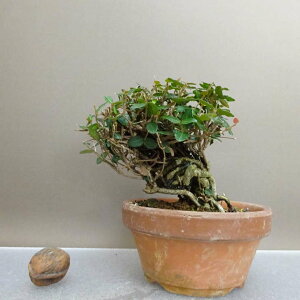 ~ kɊ  10.5cm ߂񂩂 tirimenkazura `JY eCJJY 鐫 Ύ ӏ Ϗܗp i i 