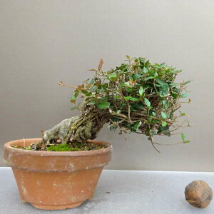 ~ kɊ  11cm ߂񂩂 tirimenkazura `JY eCJJY 鐫 Ύ ӏ Ϗܗp i i 