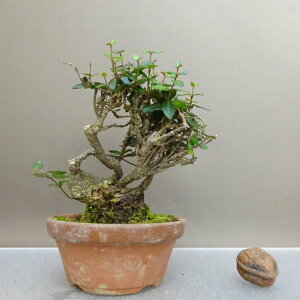 ~ kɊ  12.5cm ߂񂩂 tirimenkazura `JY eCJJY 鐫 Ύ ӏ Ϗܗp i i 