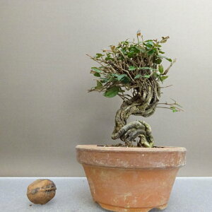 ~ kɊ  13.5cm ߂񂩂 tirimenkazura `JY eCJJY 鐫 Ύ ӏ Ϗܗp i i 