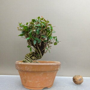 ~ kɊ  12.5cm ߂񂩂 tirimenkazura `JY eCJJY 鐫 Ύ ӏ Ϗܗp i i 