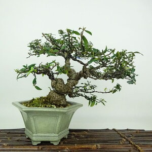 ~ kɊ  21cm ߂񂩂 tirimenkazura `JY eCJJY 鐫 Ύ Ϗܗp i