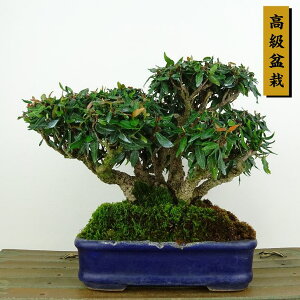 ~ kɊ  13cm ߂񂩂 ~ tirimenkazura `JY eCJJY 鐫 Ύ Ϗܗp i i