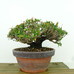 ~ kɊ  11cm ߂񂩂 tirimenkazura `JY eCJJY 鐫 Ύ Ϗܗp i i