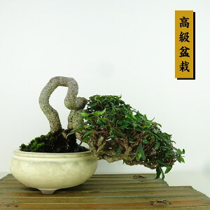 ~ kɊ  ㉺ 14cm ߂񂩂 ~ tirimenkazura `JY eCJJY 鐫 Ύ Ϗܗp i i