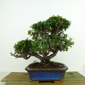~ kɊ  18cm ߂񂩂 tirimenkazura `JY eCJJY 鐫 Ύ Ϗܗp i i
