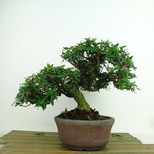 盆栽 縮緬葛 樹高 約16cm ちりめんかずら tirimenkazura チリメンカズラ テイカカズラ属 つる性 常緑樹 観賞用 小品 現品 送料無料