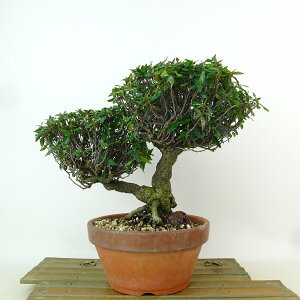 ~ kɊ  19cm ߂񂩂 tirimenkazura `JY eCJJY 鐫 Ύ Ϗܗp i i 