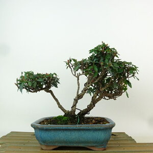 盆栽 縮緬葛 樹高 約14cm ちりめんかずら tirimenkazura チリメンカズラ テイカカズラ属 つる性 常緑樹 観賞用 小品 現品 送料無料