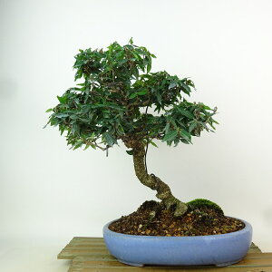 ~ kɊ  27cm ߂񂩂 tirimenkazura `JY eCJJY 鐫 Ύ Ϗܗp i 