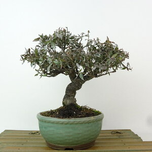 ~ kɊ  15cm ߂񂩂 tirimenkazura `JY eCJJY 鐫 Ύ Ϗܗp i i 