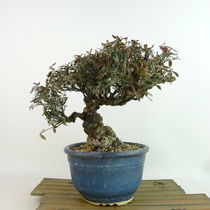 盆栽 縮緬葛 樹高 約17cm ちりめんかずら tirimenkazura チリメンカズラ テイカカズラ属 つる性 常緑樹 観賞用 小品 現品