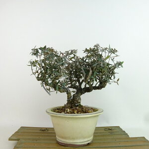 ~ kɊ  15cm ߂񂩂 tirimenkazura `JY eCJJY 鐫 Ύ Ϗܗp i i 