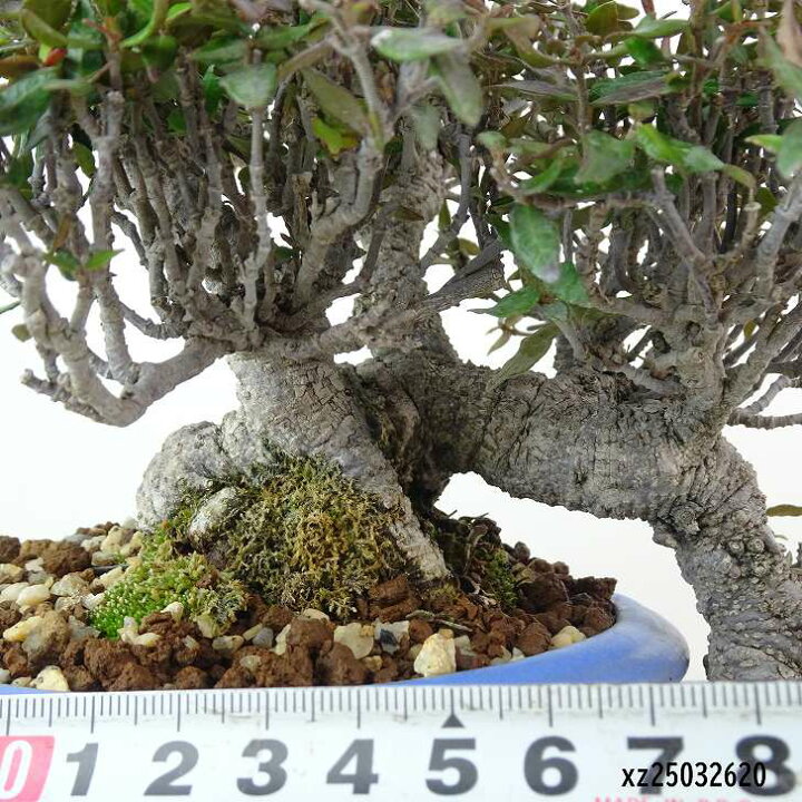 楽天市場】盆栽 縮緬葛 樹高 上下 約22cm ちりめんかずら 