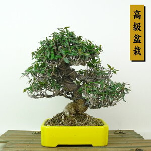 ~ kɊ  18cm ߂񂩂 ~ tirimenkazura `JY eCJJY 鐫 Ύ Ϗܗp i i