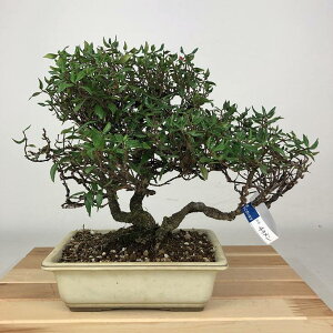 ~ kɊ  23cm ߂񂩂 tirimenkazura `JY eCJJY 鐫 Ύ Ϗܗp i 