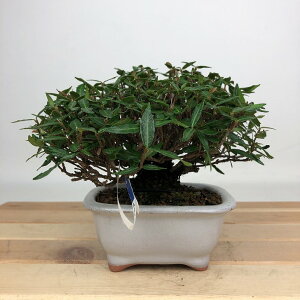 ~ kɊ  9cm ߂񂩂 tirimenkazura `JY eCJJY 鐫 Ύ ӏܗp Ϗܗp i i 