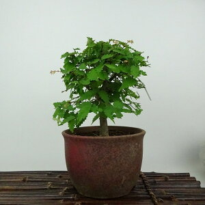 ~ O  15cm ₫ Zelkova serrata PL gt j PL t Ϗܗp i i 