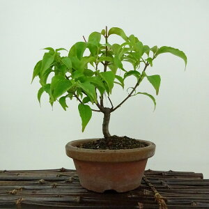 ~ R@t  17cm ܂ڂ Cornus kousa }{EV gt ~YL t Ϗܗp i i