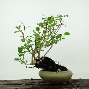 ~ ~[  18cm 邤߂ǂ Celastrus orbiculatus cEhL 鐫 jVLM cEhL t Ϗܗp i i 