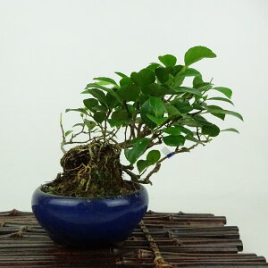 ~ ~[  12cm 邤߂ǂ Celastrus orbiculatus cEhL 鐫 jVLM cEhL t Ϗܗp i i 