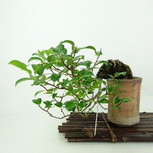 ~ ~[  ㉺ 14cm 邤߂ǂ Celastrus orbiculatus cEhL 鐫 jVLM cEhL t Ϗܗp i i 