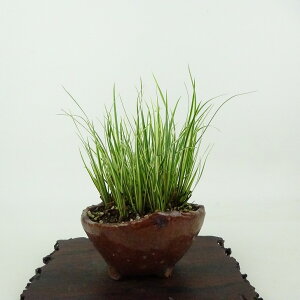 ~ Ώ  10cm 傤 Acorus gramineus ZLVE  VEu VEu ΑN Ϗܗp i i