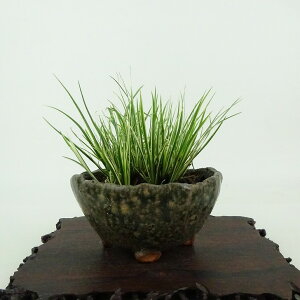 ~ Ώ  7cm 傤 Acorus gramineus ZLVE  VEu VEu ΑN Ϗܗp i i