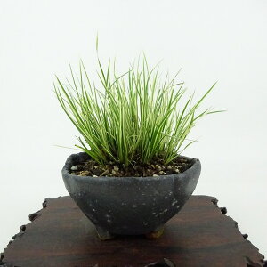 ~ Ώ  8cm 傤 Acorus gramineus ZLVE  VEu VEu ΑN Ϗܗp i i