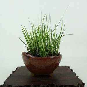 ~ Ώ  10cm 傤 Acorus gramineus ZLVE  VEu VEu ΑN Ϗܗp i i