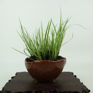 ~ Ώ  11cm 傤 Acorus gramineus ZLVE  VEu VEu ΑN Ϗܗp i i