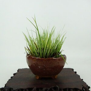 ~ Ώ  8cm 傤 Acorus gramineus ZLVE  VEu VEu ΑN Ϗܗp i i