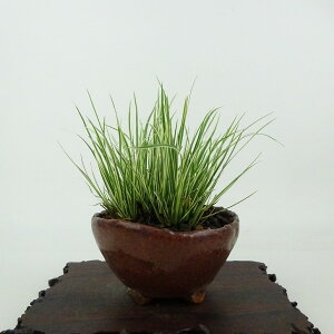 ~ Ώ  9cm 傤 Acorus gramineus ZLVE  VEu VEu ΑN Ϗܗp i i