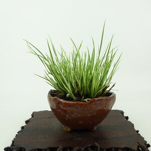 ~ Ώ  8cm 傤 Acorus gramineus ZLVE  VEu VEu ΑN Ϗܗp i i