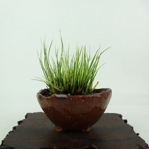 ~ Ώ  8cm 傤 Acorus gramineus ZLVE  VEu VEu ΑN Ϗܗp i i