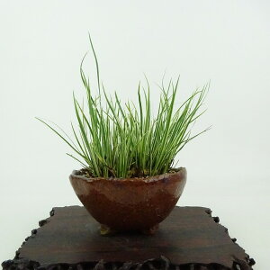~ Ώ  8cm 傤 Acorus gramineus ZLVE  VEu VEu ΑN Ϗܗp i i