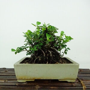 ~ ~ ~  12cm 傤΂ Chaenomeles japonica 'Chojubai' `EWoC o {P t Ϗܗp i i