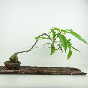 ~  pTbREtW  24cm Millettiareticulata ӂ 鐫 } ictW t Ϗܗp i 