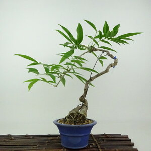 ~  pTbREtW  30cm Millettiareticulata ӂ 鐫 } ictW t Ϗܗp i 