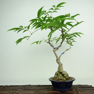 ~  pTbREtW  43cm Millettiareticulata ӂ 鐫 } ictW t Ϗܗp i 
