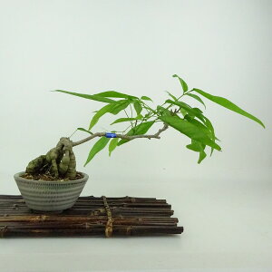 ~  pTbREtW  16cm Millettiareticulata ӂ 鐫 } ictW t Ϗܗp i i 