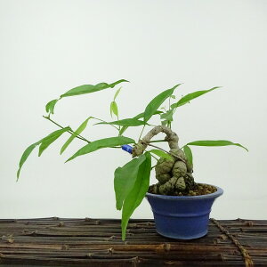 ~  pTbREtW  16cm Millettiareticulata ӂ 鐫 } ictW t Ϗܗp i i 