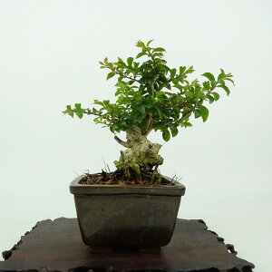 ~ Sg  10cm 邷ׂ Lagerstroemia indica TXx ~\nM TXx t Ϗܗp i i 