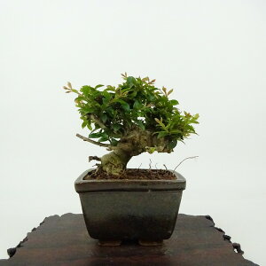 ~ Sg  8cm 邷ׂ Lagerstroemia indica TXx ~\nM TXx t Ϗܗp i i 